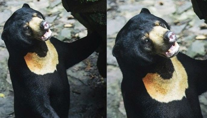 Discover the Captivating Beauty of Chinese Sun Bear video