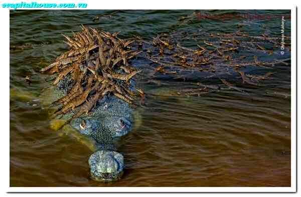 Crocodile Attack India Reddit – Hear Terrifying Real