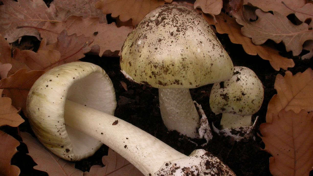 Death Cap Mushrooms Australia