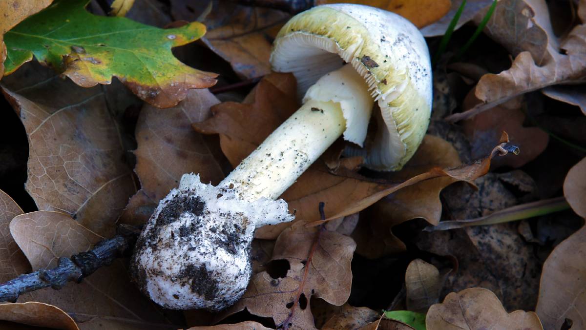 Death Cap Mushrooms Australia