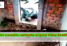 Captivating Girl Crocodile Cambodia Original Video Reddit