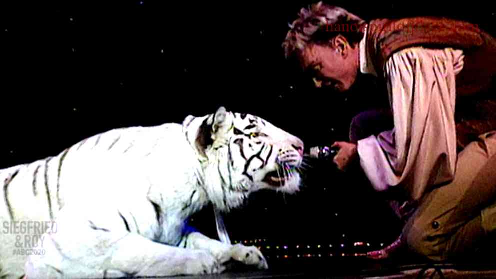 Siegfried and Roy Tiger Attack Video – Shocking Footage Unveiled