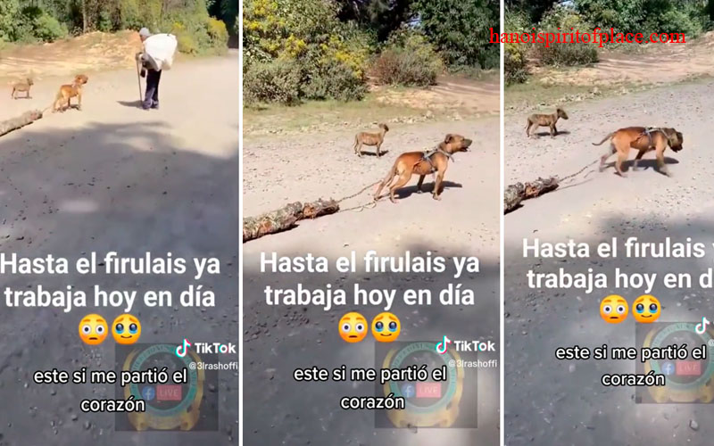 Video Del Perro Y El Tronco