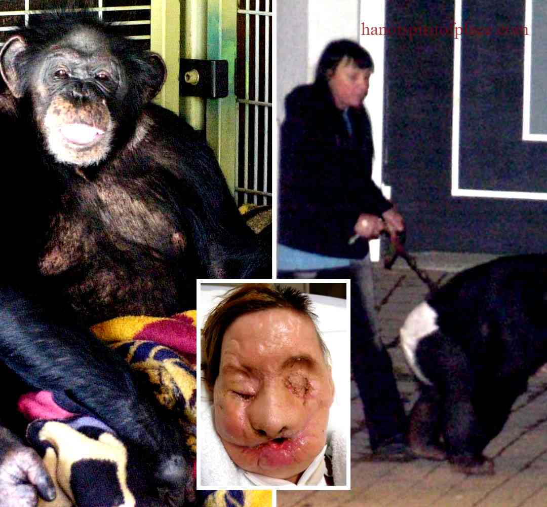 The History and Impact of the Travis Chimp Incident