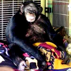 The Travis Chimp Incident: Unfolding the Events