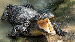 Ron Crocodile Video: Captivating Wildlife Encounters!